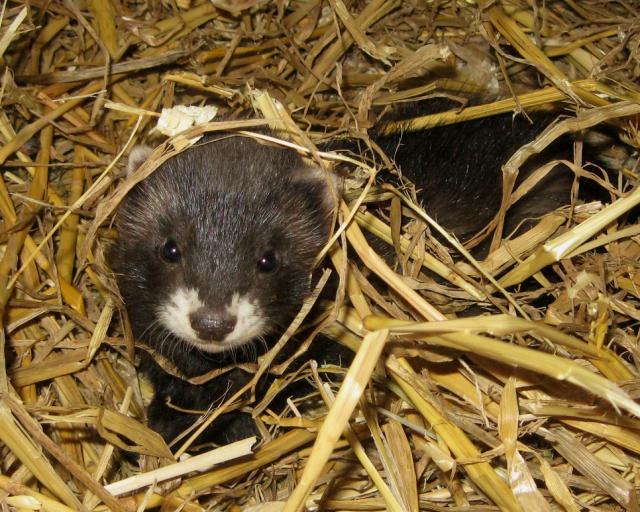 site de rencontre pour furet