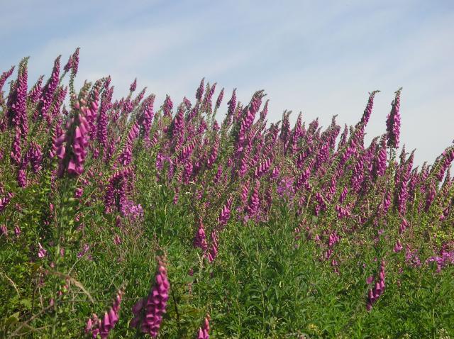 Fleurs sauvages Juin-2012-010-35e2d5b